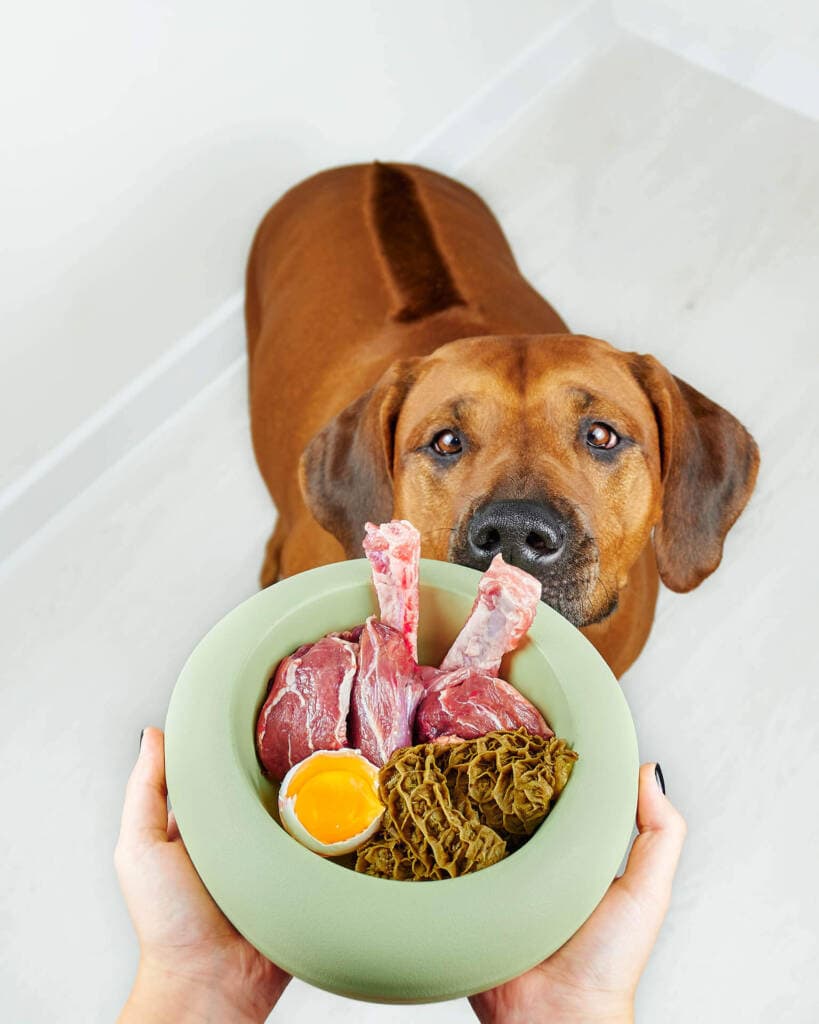hond eten