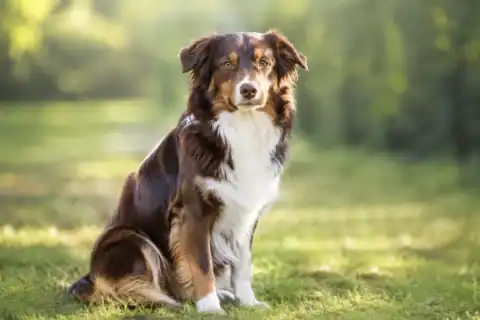 rauw vlees voor honden