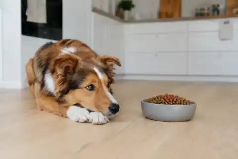 hond eet niet voerbak