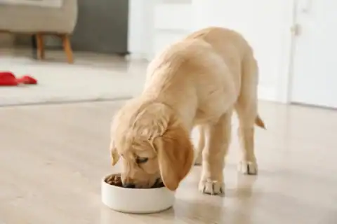 jonge hond puppy eten