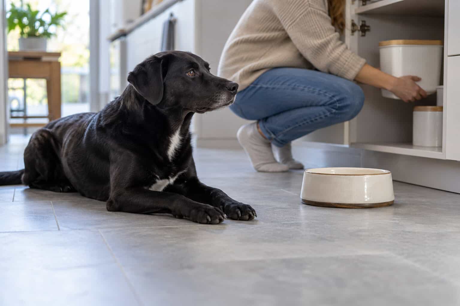 Zwarte hond bij zijn voerbak terwijl de eigenaar het voer opbergt